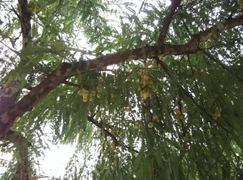 A lemon tree in pune Foto stock