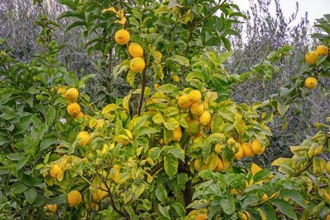 Lemon tree with ripe fruit on cloudy autumn day Foto stock