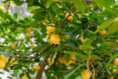 Lemon tree with ripe fruit under bright sunlight in a lush garden setting Stock Photos