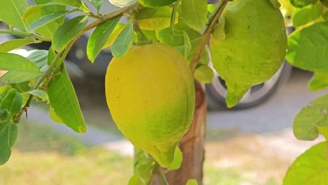 Lemon tree with ripe lemons in a citrus grove. Stock Footage 306760473