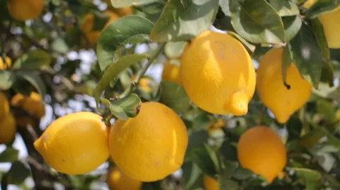 Lemon Tree With Ripe Lemons Stock Footage 47307023