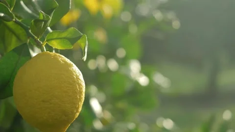 Lemon tree, ripe lemons hanging on tree. growing lemons in Italy, citrus orchard Stock Footage