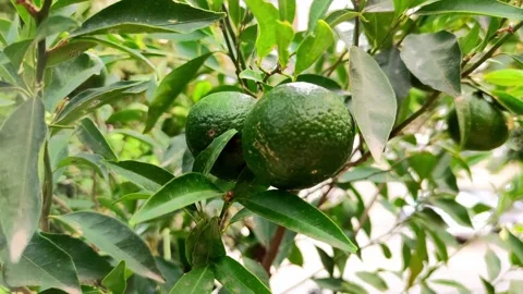 Lemon tree, ripe lemons hanging on tree. growing lemons in Italy, citrus orchard Stock Footage 223872591