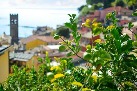 A lemon tree ripens overlooking the Cinque Terre, Italy Stock Photos