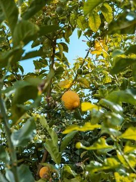 Lemon tree with several ripe lemons Stock Photos