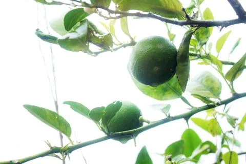 Lemon on tree at sky. 스톡 사진