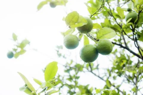 Lemon on tree at sky. Stock Photos