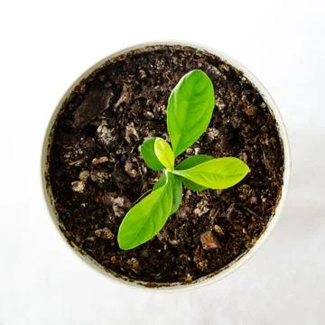 Lemon tree sprout from above Stock Photos