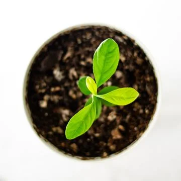 Lemon tree sprout with bokeh Stock Photos