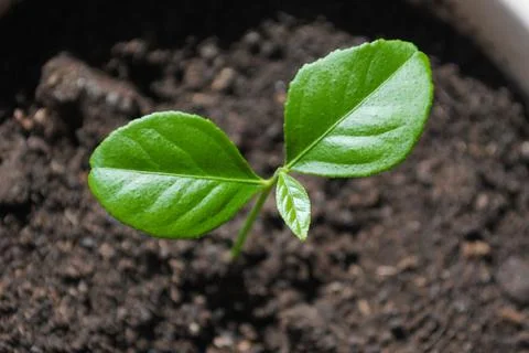 Lemon Tree Sprout 스톡 사진