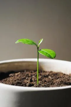 Lemon Tree Sprout 스톡 사진