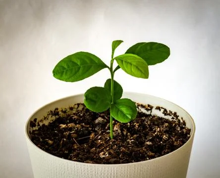 Lemon Tree Sprout in Pot Stock Photos