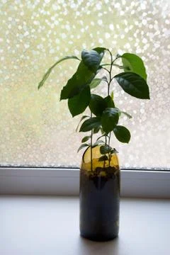 Lemon tree sprouts Stock Photos