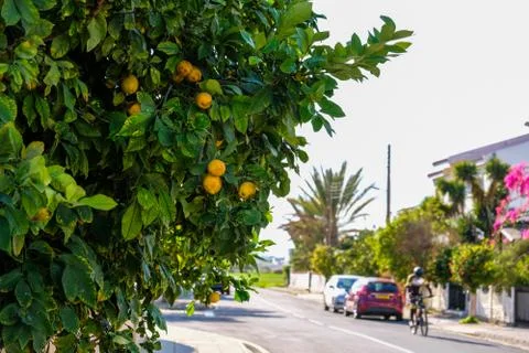 Lemon tree on the streets of Larnaca Stock Photos