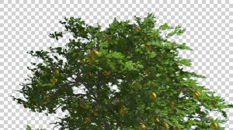 Lemon Tree at Strong Wind Swaying Tree Cut of Chroma Key Tree on Alfa Channel Stock Footage 55892636
