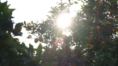 Lemon tree sun flare Stock Footage 112018081