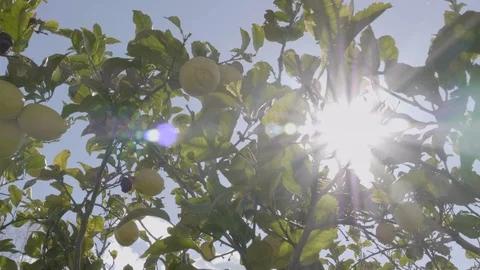 Lemon tree, sun through the leaves 動画素材 108839691