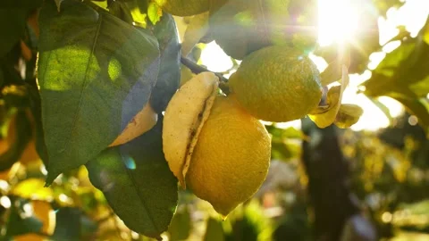Lemon Tree At Sunrise, Close Up On Ripe Fruit. SLOW MOTION. Stock Footage 140368003