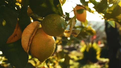 Lemon Tree At Sunrise, Close Up On Ripe Fruit. SLOW MOTION. Stock Footage 140368010