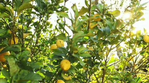 Lemon Tree At Sunrise, Close Up On Ripe Fruit. SLOW MOTION. 스톡 동영상 140368643