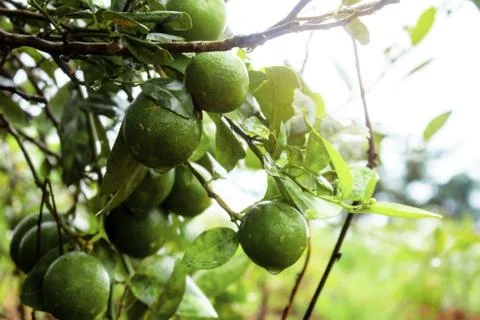 Lemon on tree at sunrise. Stock Photos