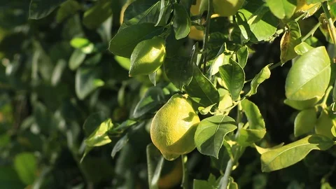Lemon Tree in Sunshine Stock Footage 102887217