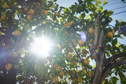 Lemon Tree Sunshine Stock Photos