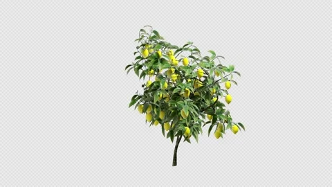 Lemon Tree  swaying in wind close up transparent background 4K Stock Footage 331381661