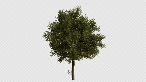 Lemon Tree Swaying in Wind Loop Animation with Alpha Channel Stock Footage 334996608
