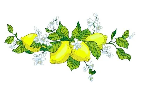 Lemon tree in tattoo style image. Light little flowers with fruits on the bra Stock Illustration