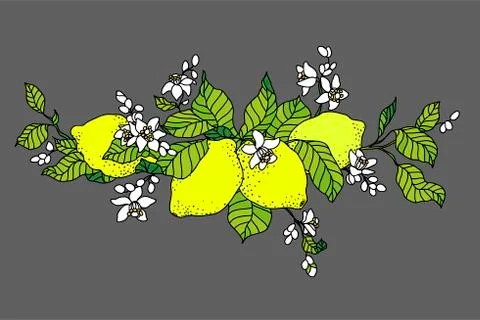 Lemon tree in tattoo style image. Light little flowers with fruits on the bra Stock Illustration
