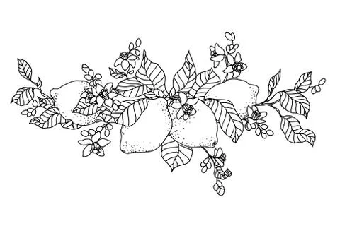 Lemon tree in tattoo style image. Light little flowers with fruits on the bra Stock Illustration