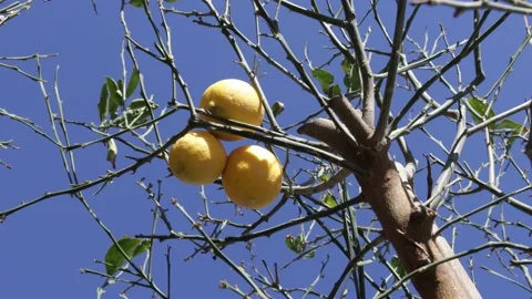 Lemon tree with three lemons and little leaves waving with light wind Stock Footage 166600105