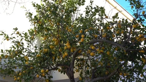 Lemon tree track in Stock Footage 125484133