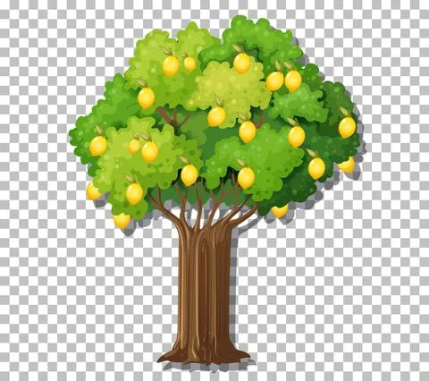 Lemon tree on transparent background Stock Illustration