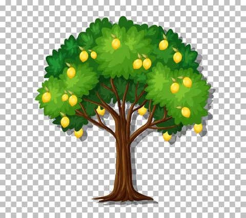 Lemon tree on transparent background Stock Illustration
