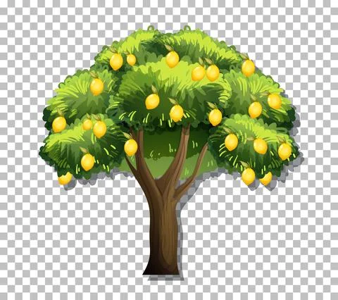 Lemon tree on transparent background Stock Illustration