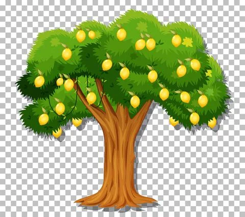 Lemon tree on transparent background Stock Illustration