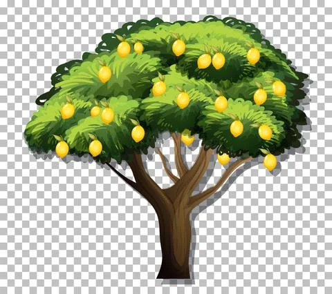 Lemon tree on transparent background Stock Illustration