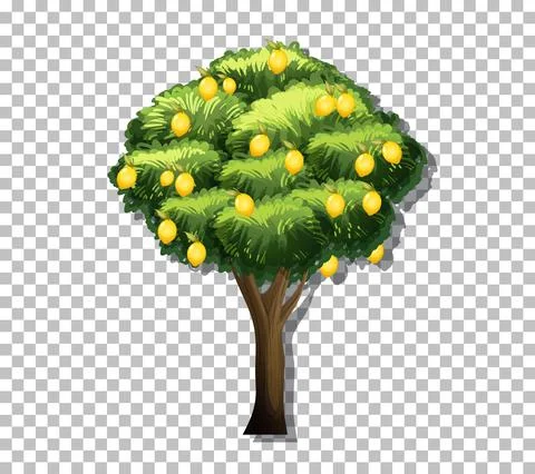 Lemon tree on transparent background Stock Illustration