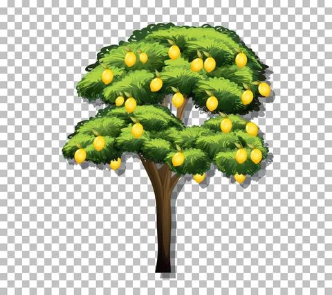 Lemon tree on transparent background Stock Illustration