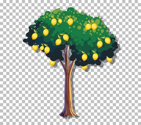 Lemon tree on transparent background Stock Illustration
