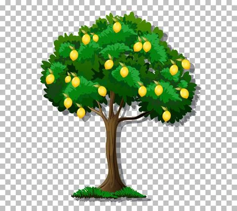 Lemon tree on transparent background Stock Illustration