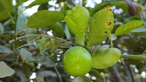 Lemon tree on the tree 4k footage Stock Footage 293956958