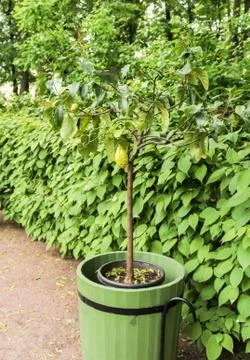 Lemon tree in a tub. Фото