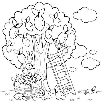 Lemon tree. Vector black and white coloring page. Stock Illustration
