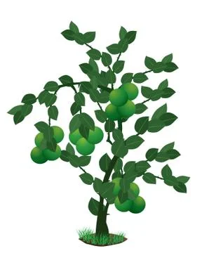 Lemon tree vector design Stock Illustration