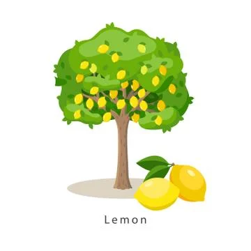 Lemon tree vector illustration in flat design isolated on white background 스톡 일러스트