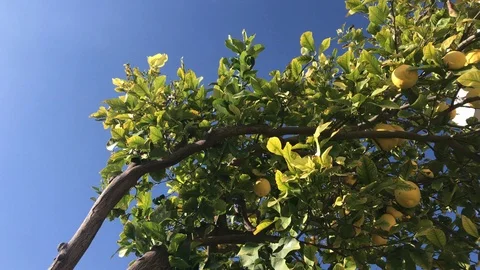 Lemon Tree vs Blue Sky Stock Footage 100238934