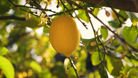 Lemon on Tree with Warm Sunlight Stock Footage 237043119